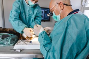 Kiefer-OP an einer Katze